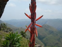 Aloe suprafoliata inflorescence